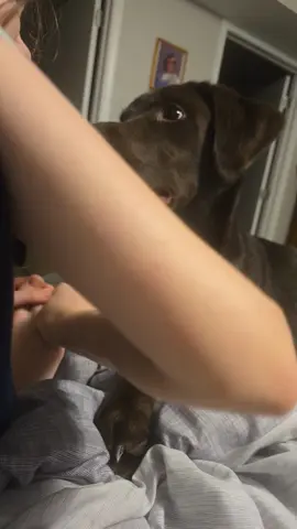 coco was licking my foot so she thought he should lick hers. #puppy #coco 