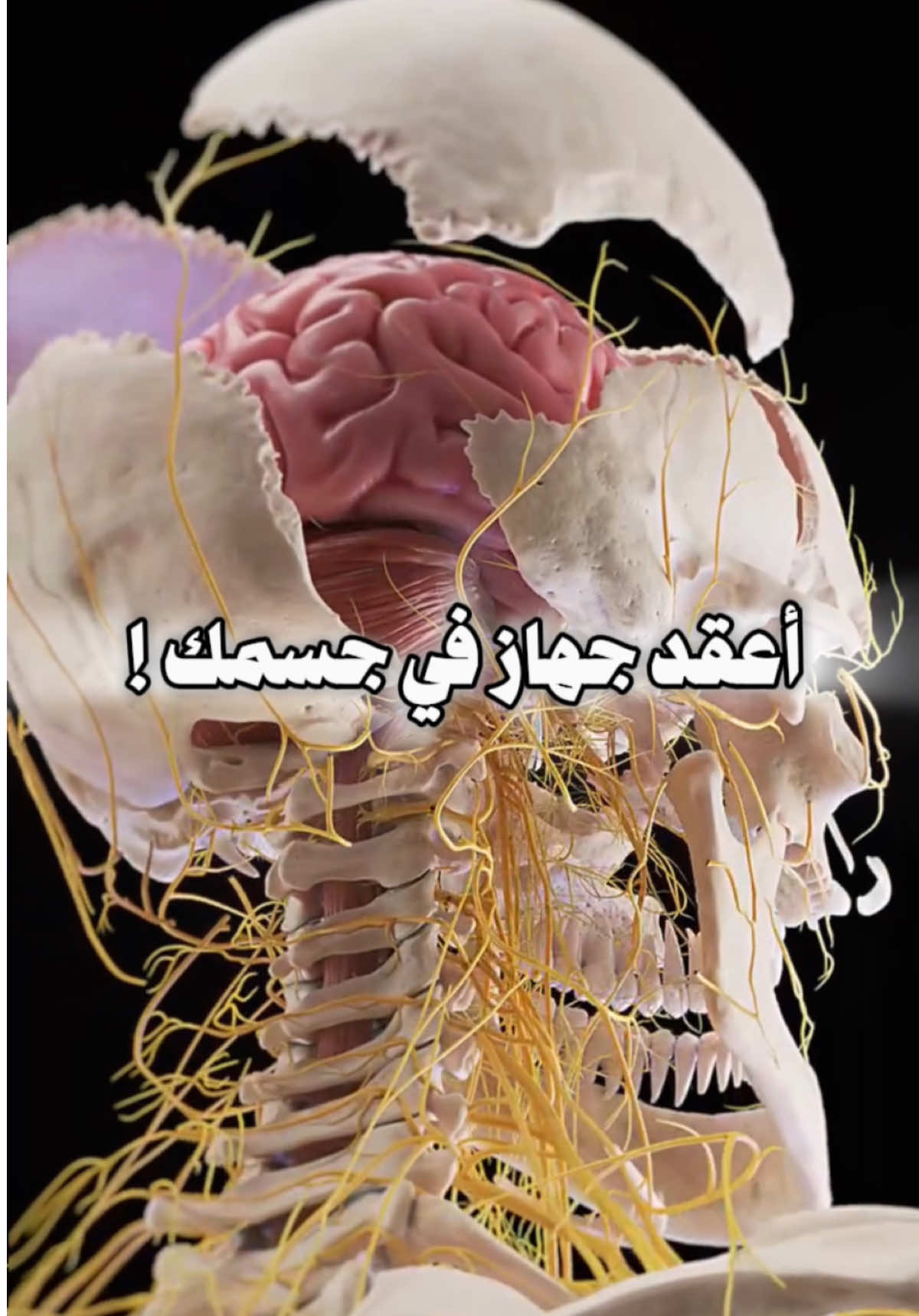 جولة عن أعقد جهاز في جسمك ، الجهاز العصبي !🤯. . . #fypp #اكسبلور #الجهاز_العصبي #صحه #علاج_طبيعي #علاج #اعصاب 