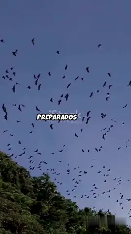 Morcegos: Mestres da Ecolocalização! Descubra o fascinante mundo dos morcegos neste vídeo incrível! 🦇 Você sabia que esses mamíferos noturnos são mestres da ecolocalização? Aprenda como eles 
