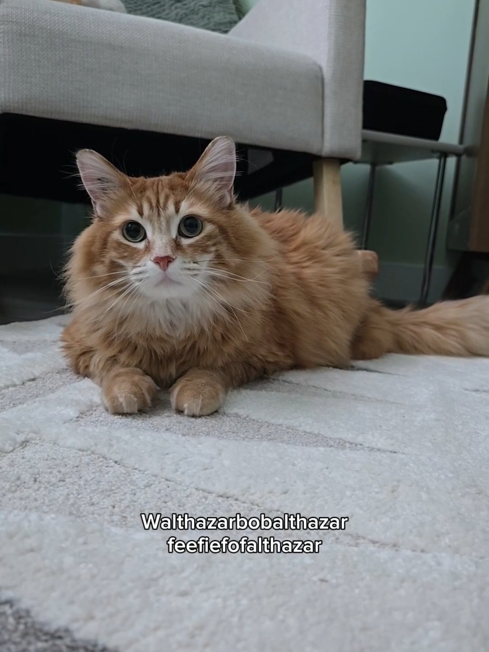 Any day now! 😍✨ #catsoftiktok