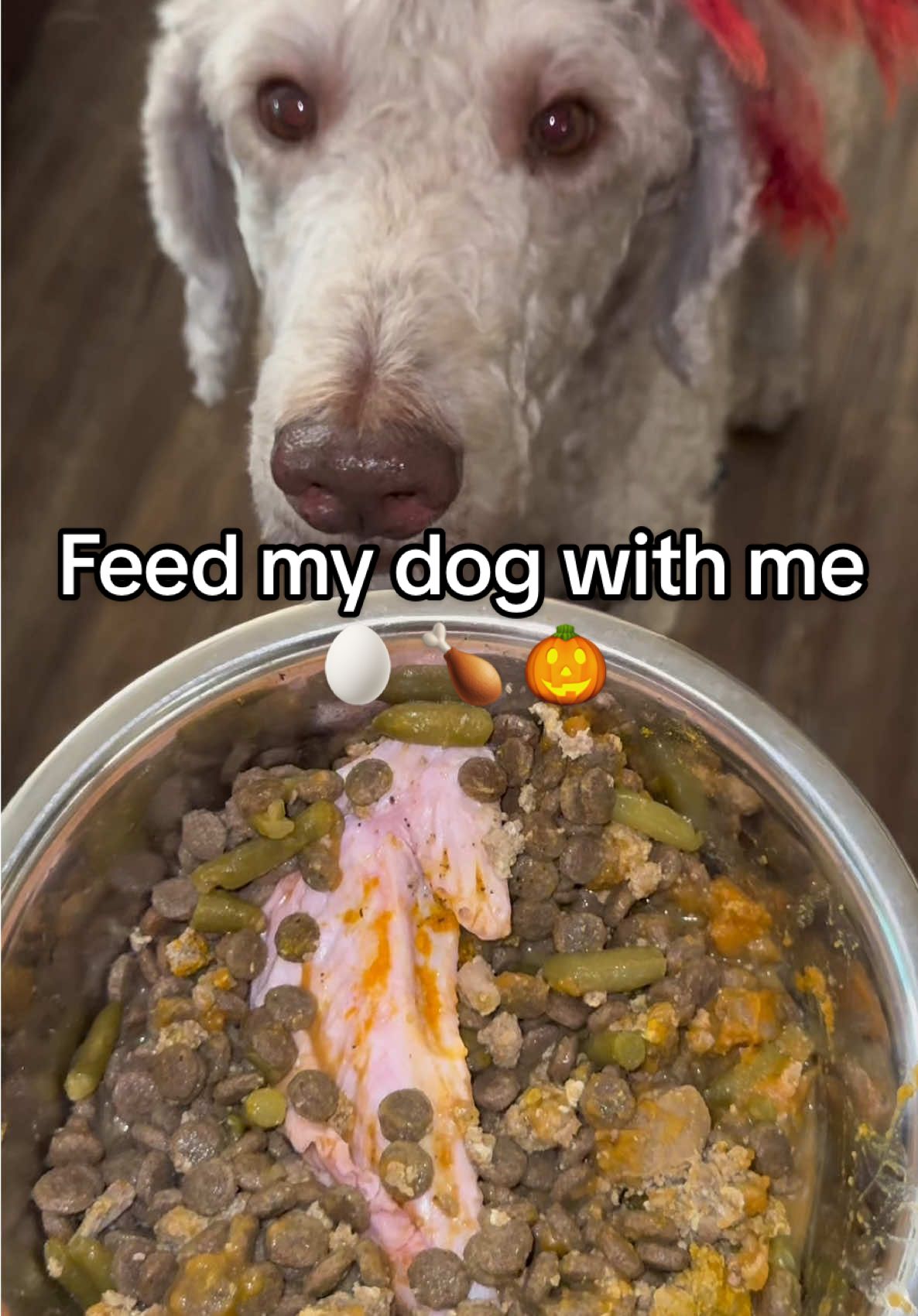 Sosa’s favorite time of the day #feedmydog #sosathedog #feedingtime #CapCut 