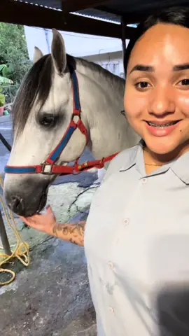 Hoy le hicieron las muelas a los caballos de la casa!!!! Quedaron nuevos✨🫶🏽🔥   