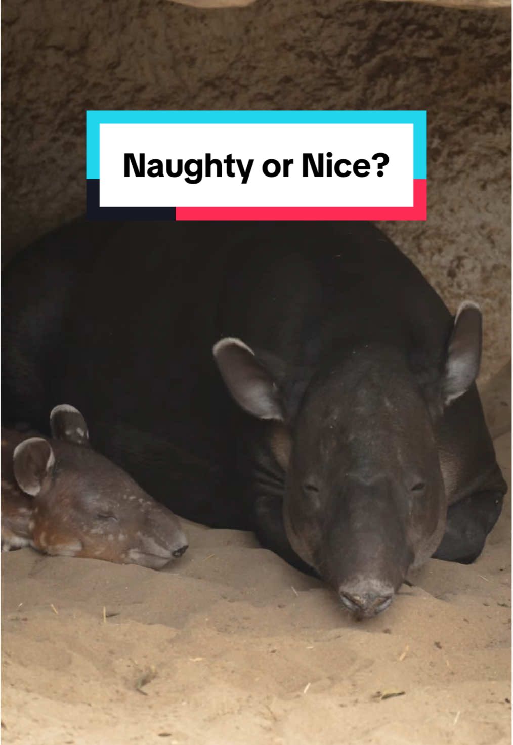 Tally the Elf said it so it must be true, Luna is on the nice list! 📋🎄 #bairdstapir #tallytok #tallytheelf #sandiegozoo 