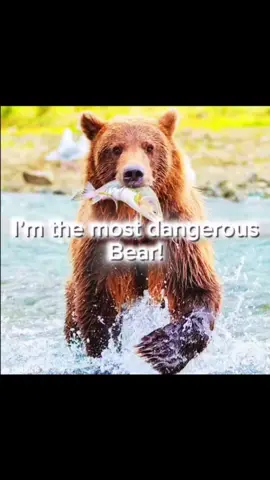 Arctodus short faced bear edit #bear #historytok #BookTok #DidYouKnow #paleontology #prehistoric #extinct #prehistoricanimals #extinctanimals #edit #arctodus #shortfacedbear #fy #fypシ #fyp #fyppppppppppppppppppppppp #fypage #fypage 
