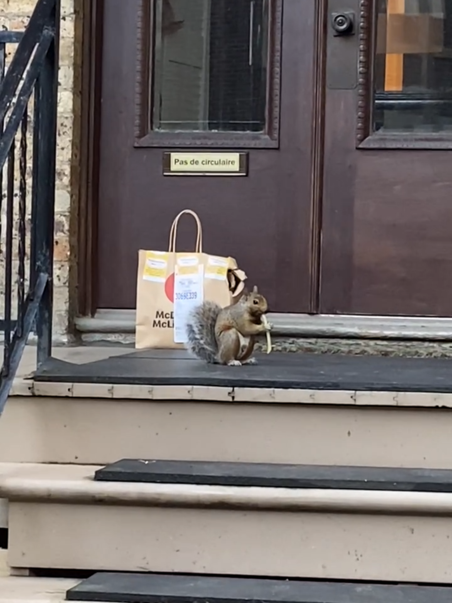 A squirrel stealing food from a delivery that was not picked up. Crime in Montreal is nuts! 🐿️  via Giulianna Collato