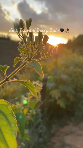 #ฟีดดดシ #สตอรี่_ความรู้สึก😔🖤🥀 #เทรนด์วันนี้ #ສະຕໍຣີ_ຄວາມຄວາມຮູ້ສືກ🖤🥀 #🥺 