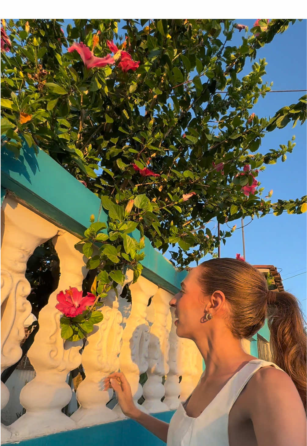 Respondendo a @Núbia Santos Vamos de passar a passo completo de como multiplicar Hibisco (aqui chamamos de papoula)  -> plantar -> controlar praga -> regar -> adubar ! Você tem dela por aí? #planta #plantas #jardinagem #jardim 