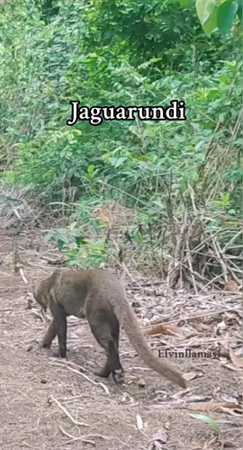 #jaguarundi #elvinllamas1 #campo #flyppppppppppppppppppppppppppppppp #flypシ #rutas 