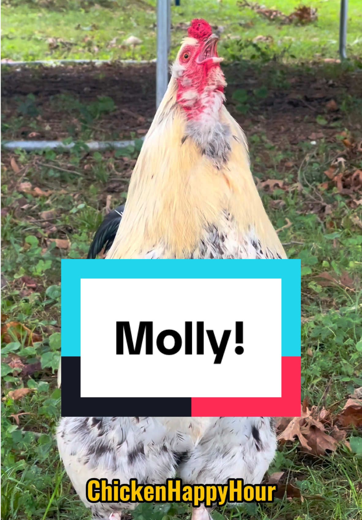 Frankie calls for #molly #mollie #rooster #chicken #memesdaily #funnyanimals #chickensoftiktok #chickenhappyhour   