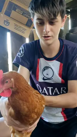 Recolhendo os ovos das galinhas #gugugaiteiro 