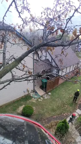 #treework #arbortec #ripsaw  🤙🏼🌳🌲