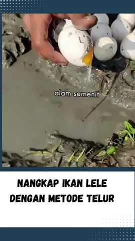 Nangkap Ikan Lele Dengan Metode Telur #wongnganggur #news #fyp #beritaterkini #beritaterbaru #newsupdate #gosipartis #fypシ #fypシ゚viral #beritaviral #hotnews #breakingnews #beritaunik