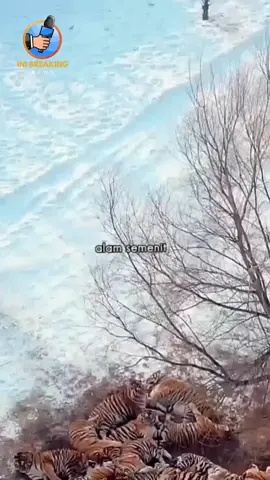 Sekumpulan Harimau Yang Sedang Tidur #inibreakingnews #news #fyp #beritaterkini #beritaterbaru #newsupdate #gosipartis #fypシ #fypシ゚viral #beritaviral #hotnews #breakingnews #beritaunik