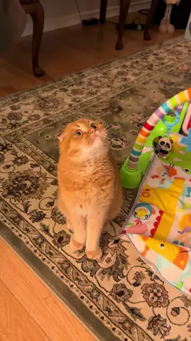 Jack went from VERY happy to VERY sad real quickly 😹🎈#catsoftiktok #funnycat #catvideo #cutecat #balloon