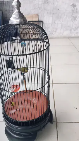 Pemberian EF sangat penting untuk menjaga kesehatan si mungil #plecimania #plecimaniaindonesia #kicaumania #kicaumaniaindonesia 