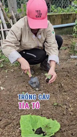 Trồng tía tô từ cây con ươm từ hạt. #trongrau #trongrausach #loanlamvuon #trichoderma #tiato #lamvuon 