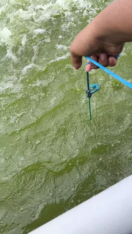 DOC 37 #vannamei#vanameairtawar#kalimantanbarat#udang#petambakudang#tambakudang#bioflok 