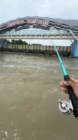 ros tengah e wes mentelung rii🤙#mberot #tegekloversindonesia #mancingmaniamantap🐟🎣 #microfishing #memancing #fyp 