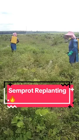 Semprot blengket replanting💪🔥🔥#replantingkelapasawit  #kerjakerasdemikeluarga  #fyp #viralvideo 