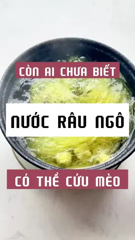 Người nuôi mèo nên học cách sử dụng râu ngô để cứu mạng mèo  #meodangyeu #thucanchomeo #LearnOnTikTok #chamsocthucung #patechomeo #xuhuong #cat #petcorner
