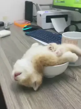 When your hobby is sleeping 😴🤭 #cat #cats #pet #pets #kitten #kitty #kittycat #meow #kucing #kucinggemoy #kucingoren #kucinglucu #kucingtiktok #catsoftiktok #PetsOfTikTok #catlover #petlover #cattok #fyp #fypage #fyppppppppppppppppppppppp #viral #foryou #foryoupage #tiktok #cute #cutecat #adorable #comel #lucu #Love #lovely #funny #hilarious #babycat #anakkucing 