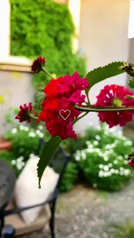 وفي صباح يوم الجمعة       اللهم طيِّب خاطِرنا بما يسُرُّنا.. واملَأنا بسكونِ النفسِ وطمأنينةِ القلبِ  وراحةِ البالِ وجميلِ السترِ.. وكمالِ العافيةِ. ..#يارب #foryou #fypシ #fyp #viral #جمعة_مباركة #صباح_الخير 