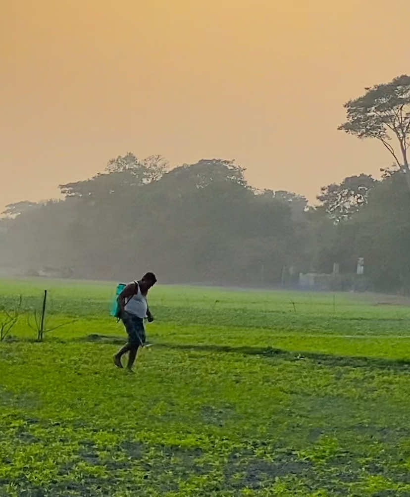 ᥫ᭡—ফসলের মাঠে বাংলার কৃষকের কাজের দৃশ্য──༅༎ 🍃🌿 #প্রকৃতি #sky #tree #fyp #fypシ #fypシ゚viralシ #unfrezzmyaccount #tiktok #shorts #song #weather #views #reels #nature #natural #scenery #foryou #trending #viral #viralvideo #sunset #village #NaYaN #NaYaN56 @TikTok @tiktok creators @TikTok Bangladesh 