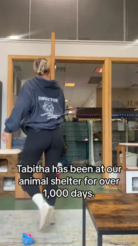 Please watch my other videos to learn more about Tabitha - she needs to go to a special home. Once you have watched those videos feel free to message me any questions or fill out an adoption application at nawsus.org. Hoping and praying that Tabitha’s forever family is around the corner. 🫂🤍🥹#adopt #cat #kitten #adoptdontshop #shelterpetsoftiktok #animalrescue #foster #animalrescue #volunteer #fosterkitten #kittensoftiktok #newkitten #newcat 