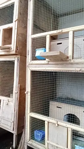 kandang merpati kalian bau, cek keranjang kuning sekarang juga!!