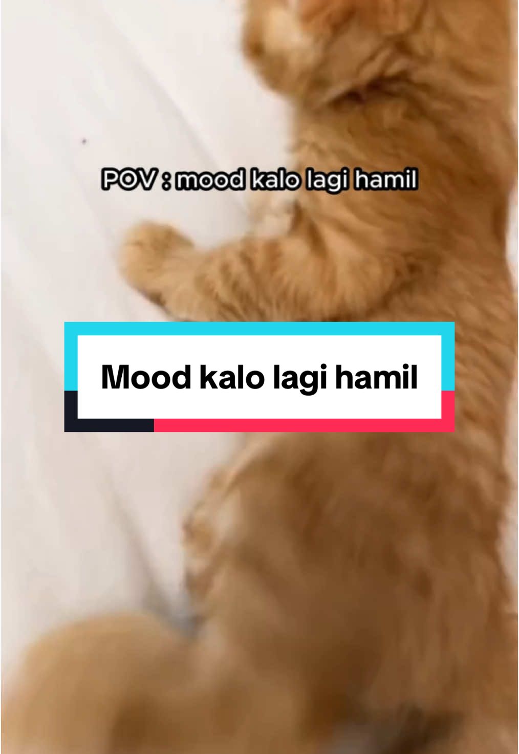 Di TM berapa nih bunda mood nya tidur terus?  #hamil #moodtidur #ibuhamil 