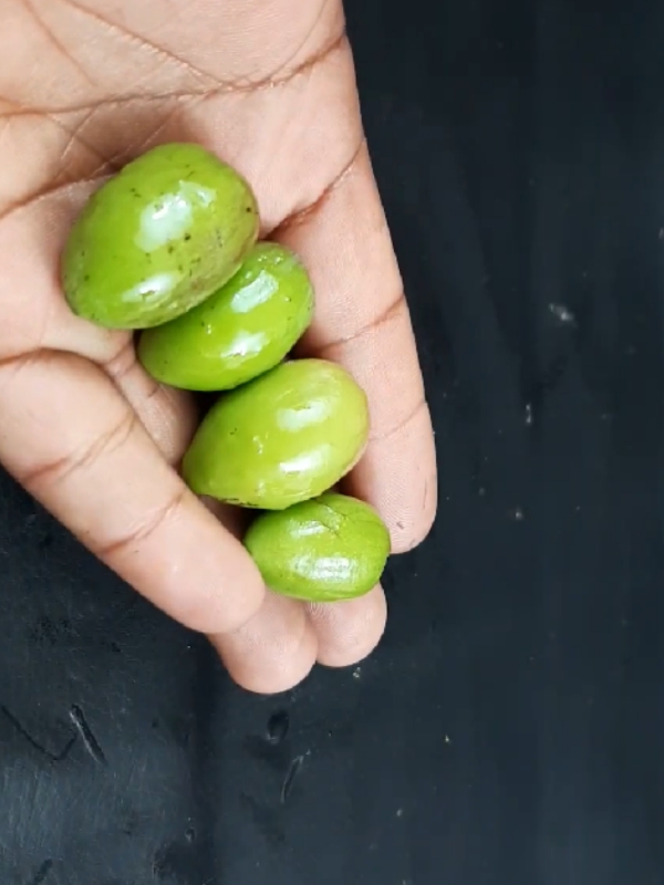 How to Grow Chinese jujube plant from jujube Fast #plants #chinese #jujube #viralvideo #PlantCare #IndoorPlants  #GreenLiving #PlantLover #PlantAddict  #Gardening #HousePlants  #PlantCommunity #PlantParent  #UrbanJungle  #PlantGoals  #GardenInspiration  #PlantsMakePeopleHappy #NatureLovers  #PlantTherapy #GreenThumb  #PlantCollection #natureathome  #HomeGarden #PlantStyling  #LeafLover  #PlantLife #PlantOfTheDay  #GrowYourOwn #Botanical  #PlantObsessed #PlantGang #Succulents #GreenHome  #PlantDecor  #PlantInspiration #PlantFam #HousePlantClub #IndoorJungle #PlantFriends #HappyPlants  #PlantPower  #GardeningLife  #GoGreen  #FreshPlants #PlantPerfection #PlantVibes #FlowerPower  #EcoFriendly #PlantDaily  #HousePlantHome  #NatureGram  #PlantGoals  #HomeGreenery  #PlantLove 