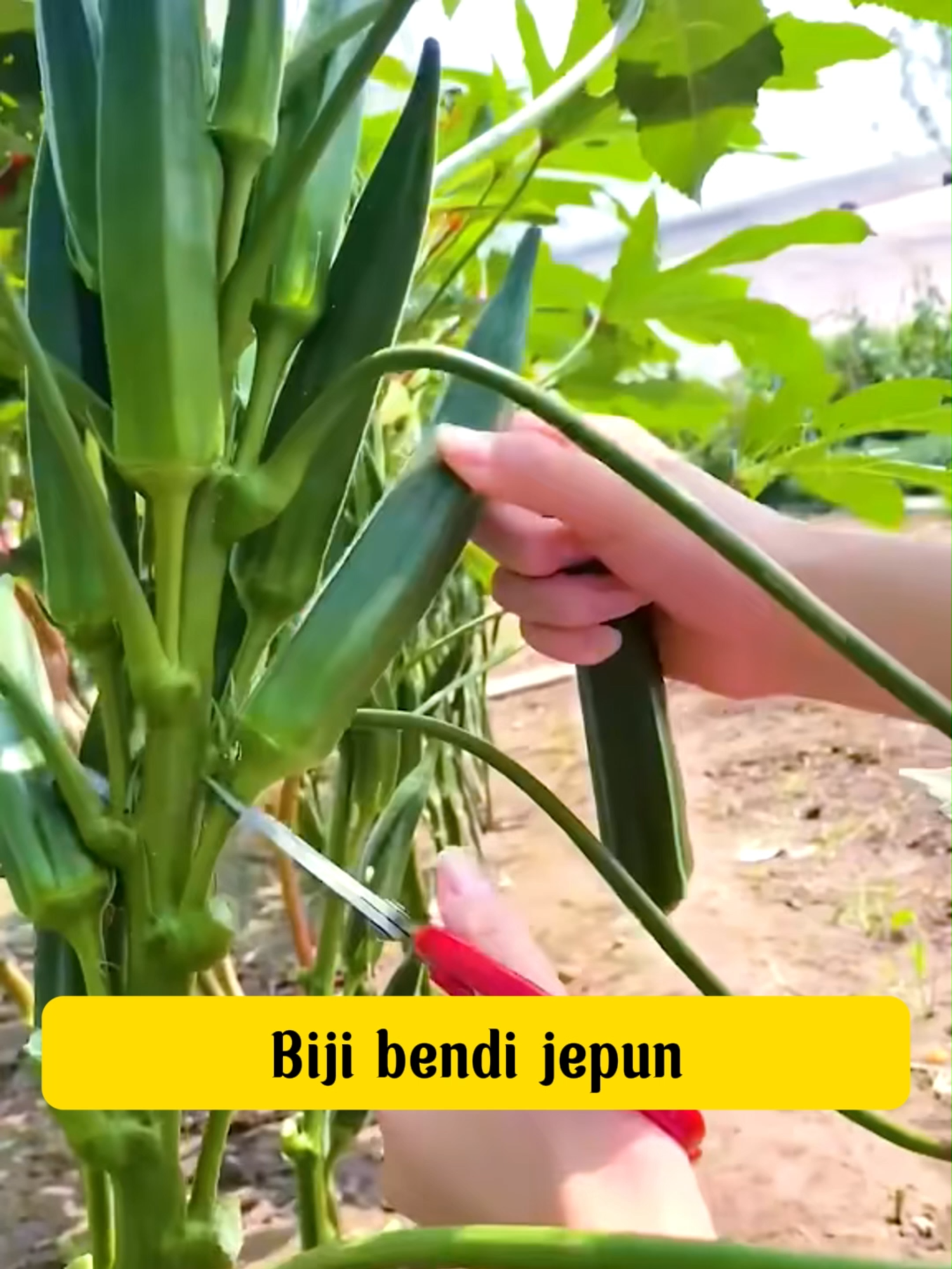 Okra - rahsia kesihatan emas! Kandungan vitamin C, K dan serat yang sangat tinggi, baik untuk penghadaman dan kawalan gula dalam darah. Mudah ditanam, sesuai untuk semua iklim, cepat dituai.#trending#Tumbuhan #Benih #bijibendi
