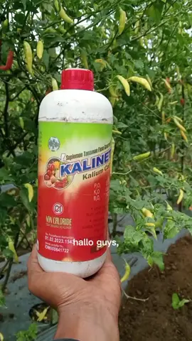 ayo buruan diorder kalinet 1ltr nya,,jangan sampai kehabisan,,😊😊 #gebyarbelanjadesamber2024🥳🥳  #kalinet #pelebatbuah  #cuantanpabatas 