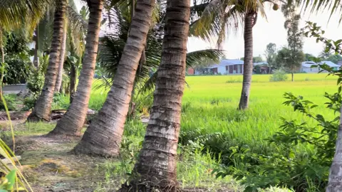 Cọ ơi mày đừng kêu nữa , mày kêu làm tao nhớ tới ngày xưa ! #xh #radioquehuong #kiengiang 