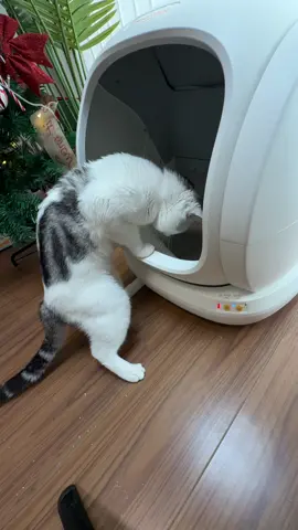 This is the best automatic litter box on tiktok! #catlitterbox #cats #litterbox #automaticlitterbox #catlitter #cattok #creatorsearchinsights #home #homeimprovement #litter #litterbox #litterrobot #selfcleaninglitterbox #tiktokmademebuyit #TikTokShop