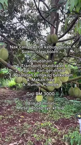 Nak cri pekerja Kebun durian Suami istri boleh transport sedia peralatan kebun lengkap makan minum free rumah pondok gaji RM3000 #kebundurian #musangking #fypmalaysia #jawatankosong 