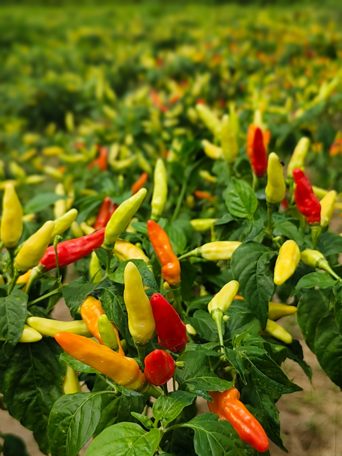 Kebun Cabai 🌶🌶 #fyp #fypage #fypシ゚ #cabai #cabe #lombok #fypdong 