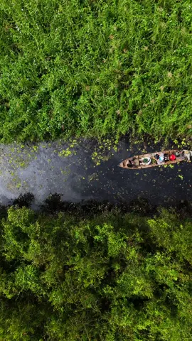 Rừng U Minh Hạ #dulichtrainghiemcamau #bangoaihomestay #camau #dulich #runguminh #uminha 