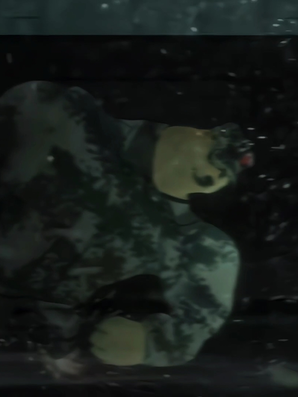 Cheems Sinh Tồn Ngày Tận Thế  #cheems #zombies #animation 