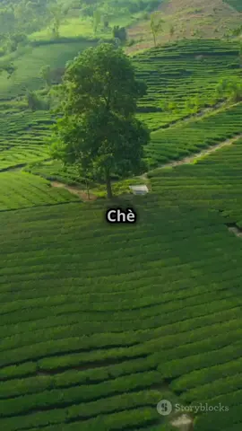 Chè Thái Nguyên – Thức uống văn hóa và sức khỏe #quanglinhvlog#pips#letuankhang