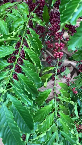 Năm nay lại nháp 🙂‍↕️#xuhuong #haicaphe #đaklak47 #xuhướng #daklak #buonmethuot 