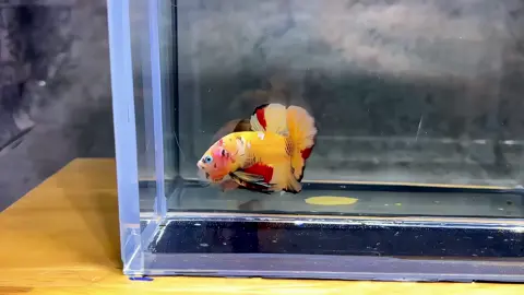 Seri 29 : Mỗi ngày chú cá đẹp 🔥🔥.Nemo galaxy phân mãng thịt .vitamin C #bettavietnam🇻🇳 #koinemogalaxy #viralvideo #viraltiktok #bettafish #xuhuong 