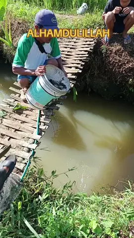 alhamdulillah penanaman ikan nilem 20 kg guys. terimakasih pak bos penanaman nilem nya semoga berkah barokah.  @MIKO.FNB  #mancing  #mancingmania  #pancing  #fyp 
