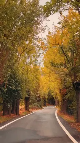 #sonbahar #ağaçlar #sararmışyqpraklar #yaprakdökümü #elazığ #yöresel #fyppppppppppppppppppppppp #keşfetteyizzz #keşfet #elazığ #CapCut  #günbatımı #manzaravideolari #manzaramıngüzelliği #yol 