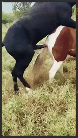 #farm #pferd #bauernhof #cowboy 