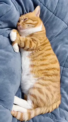 #catsloverclub #fyp #catslover2k26 #cats #catsvideo #tiktokviral #tiktokvideos #tiktok #catslover #catsoftiktok 