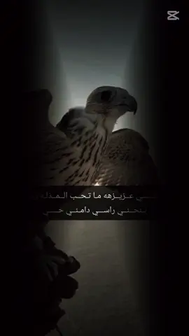 #الحر🦅عمره#مايهاب🐦العصافير 