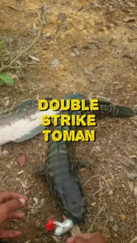 Membalas kepada @kemal_angler jangan marah, gurau2 ye bang #castingtoman #toman #ikantoman #fishing #kingcurutz #teamcurutz 