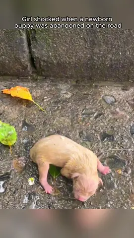 Rescue a newborn puppy on the road #animal #rescue #rescueanimals #animalsoftiktok #fyp #puppy #puppytiktok 
