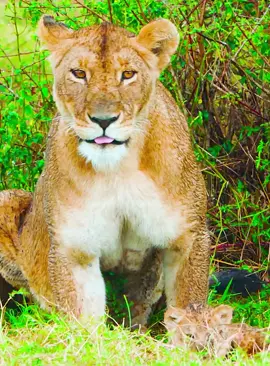 Part 9#fyp #lion #wildlife #wildanimals #foryoupage 
